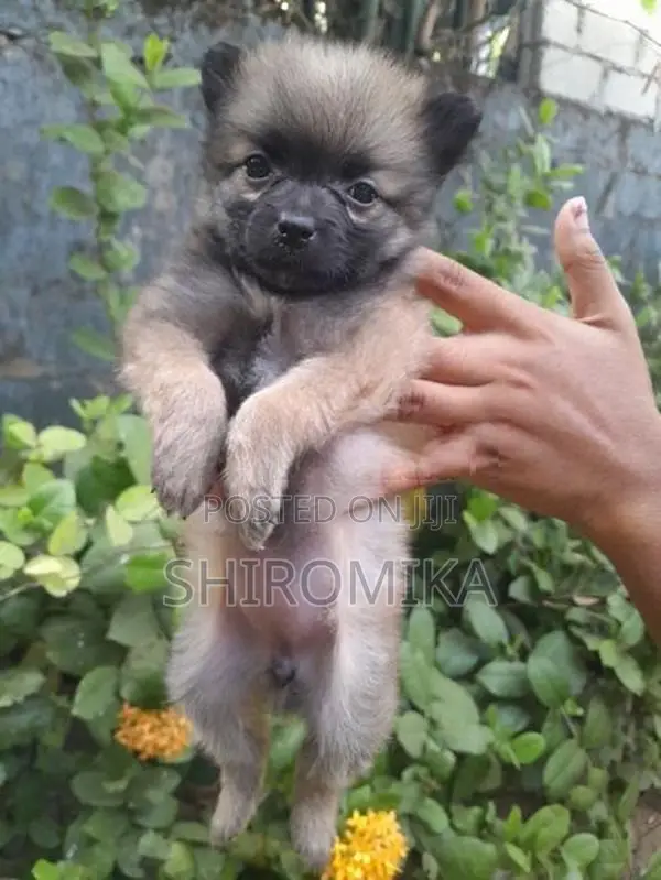 Pomeranian