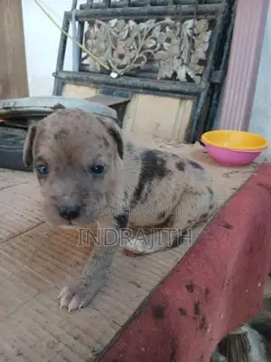 American Bully Crossed Puppies