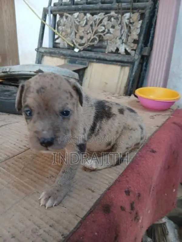 American Bully Crossed Puppies
