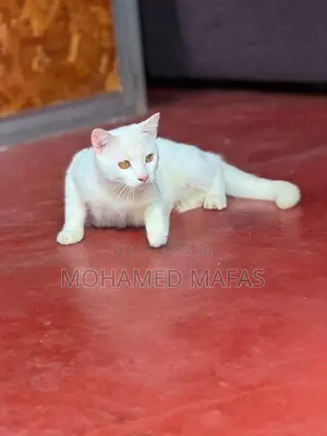 White Persian Cross Cat