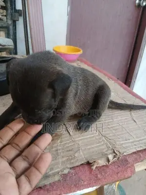 American Bully Crossed Puppies