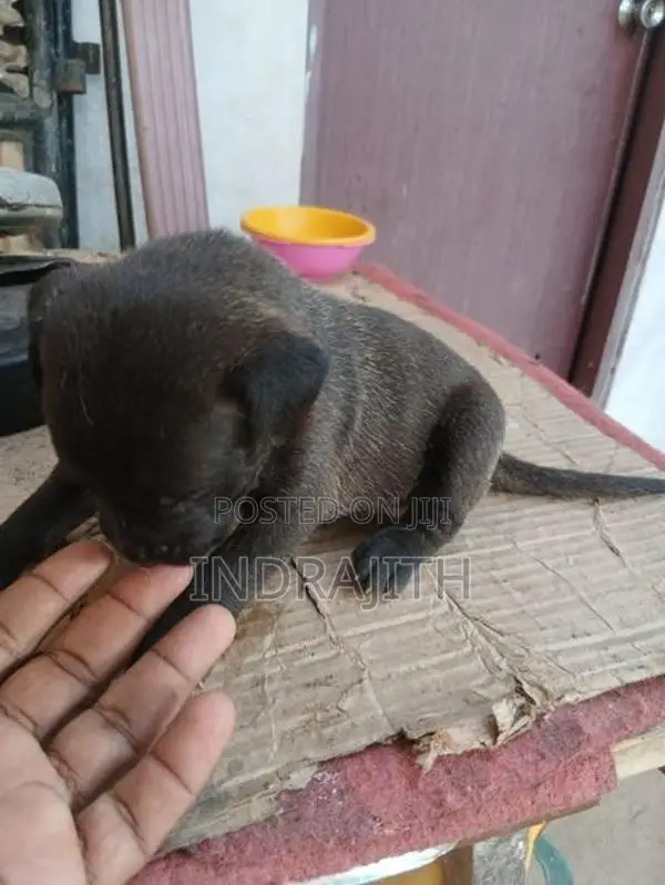 American Bully Crossed Puppies