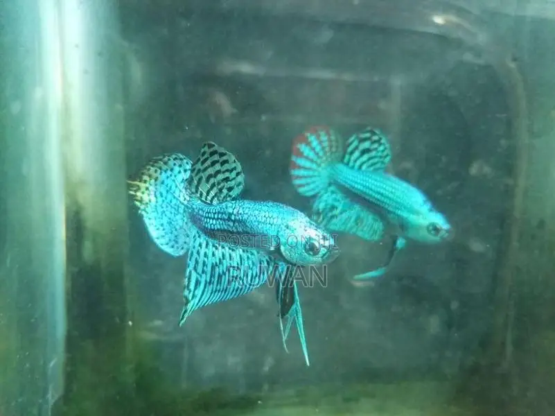 Fighter Fish