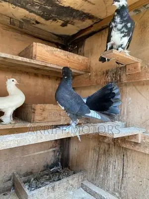 pigeon