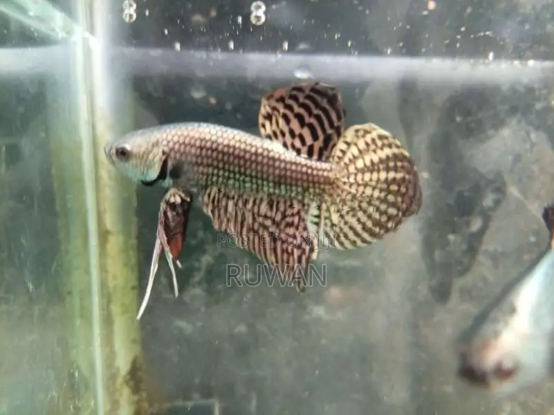 Fighter Fish