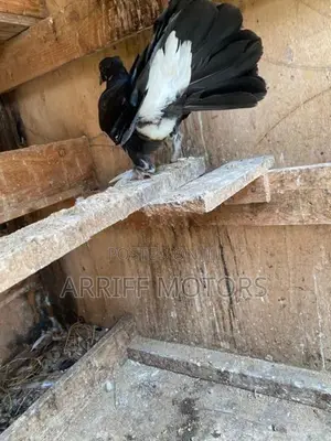pigeon