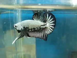 Fighter Fish