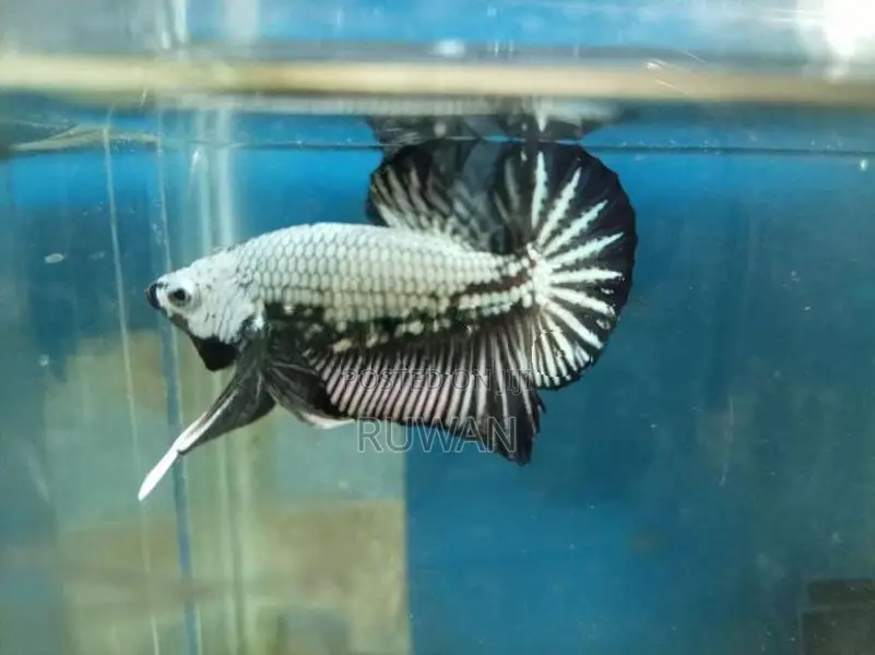 Fighter Fish