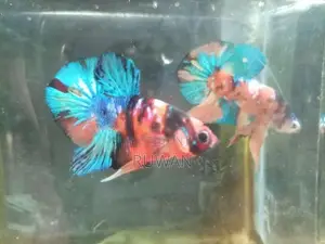 Fighter Fish