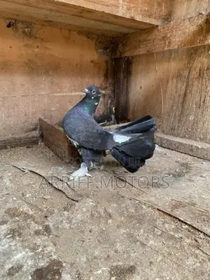 pigeon
