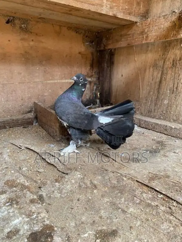 pigeon