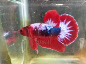 Fighter Fish