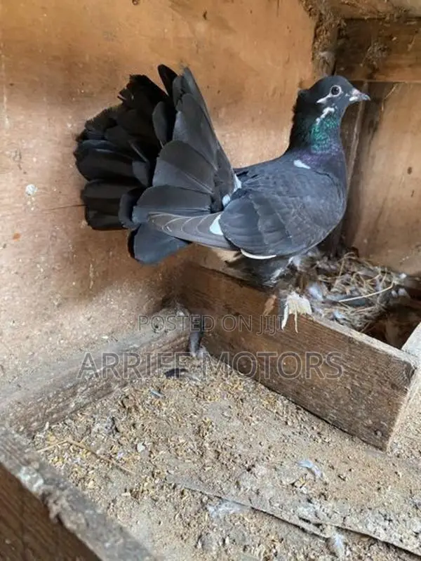pigeon