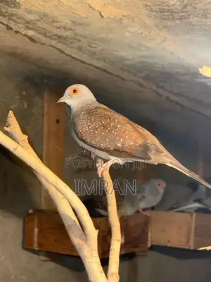 Diamond Dove