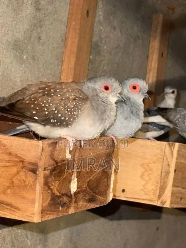 Diamond Dove