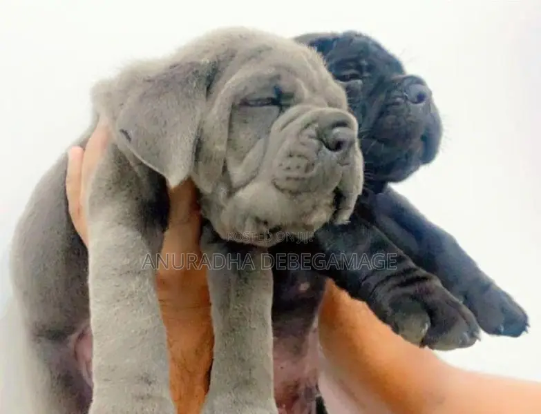 Cane Corso Puppies