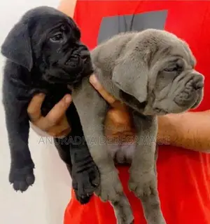 Cane Corso Puppies