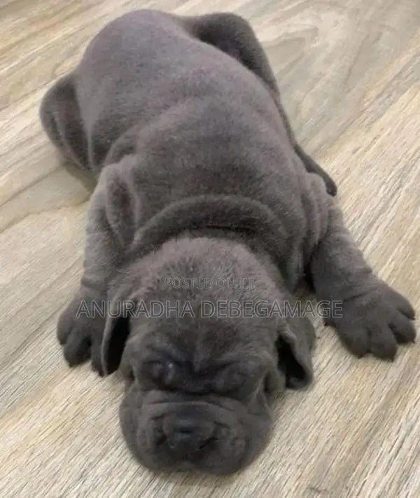 Cane Corso Puppies