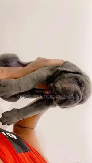 Cane Corso Puppies