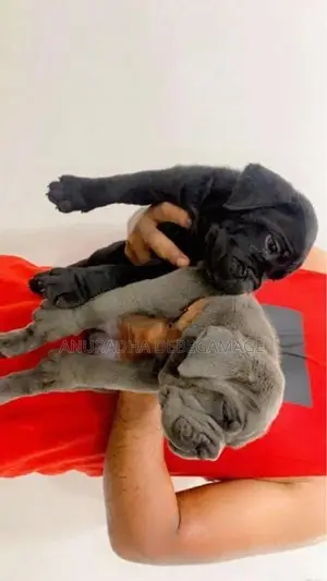 Cane Corso Puppies