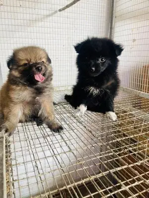 Lion Pomanariyan Puppy