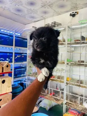 Lion Pomanariyan Puppy