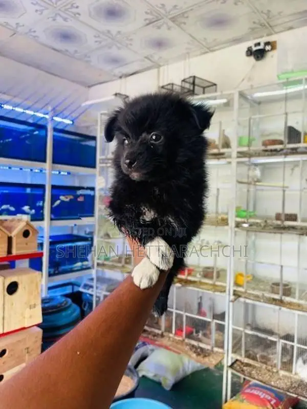 Lion Pomanariyan Puppy