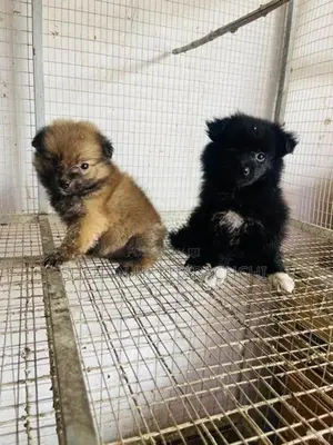 Lion Pomanariyan Puppy