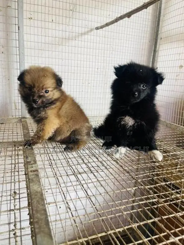 Lion Pomanariyan Puppy