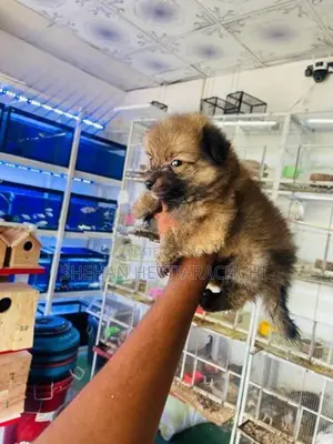 Lion Pomanariyan Puppy