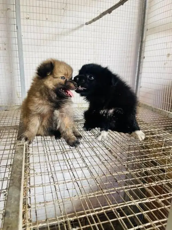Lion Pomanariyan Puppy