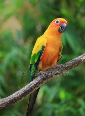 Sun Conure