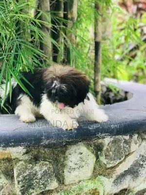 Sitzu Puppy