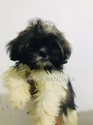 Sitzu Puppy
