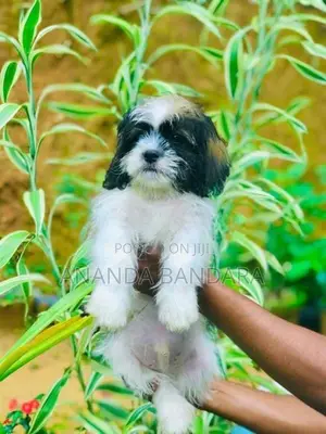 Sitzu Puppy