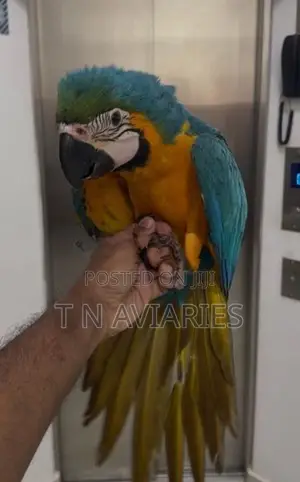 Blue with Gold Macaw