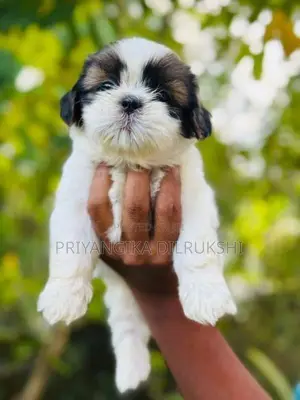 Shih Tzu Puppies