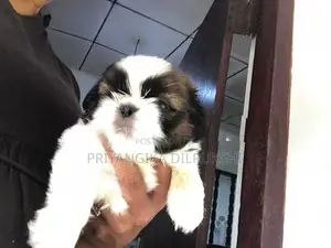 Shih Tzu Puppies
