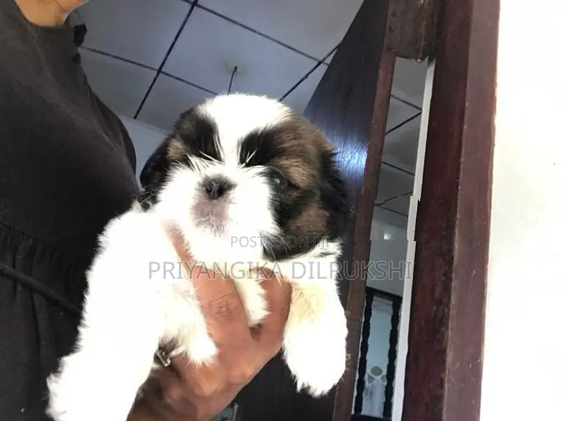 Shih Tzu Puppies
