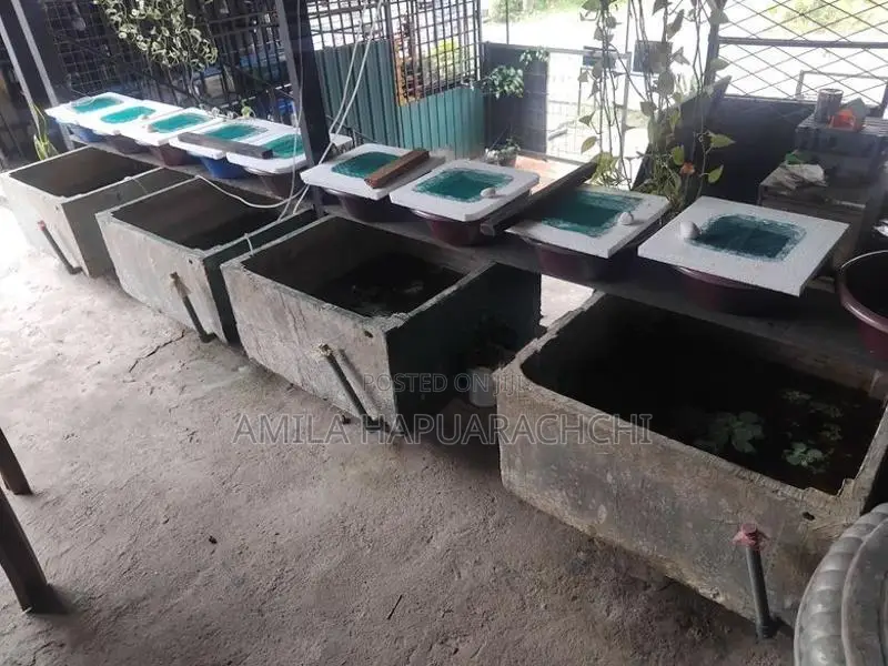 Cement fish tank