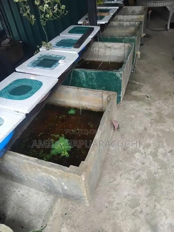 Cement fish tank