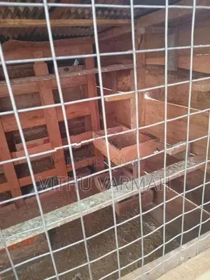 Pigeon Cage