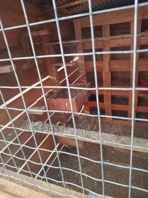 Pigeon Cage