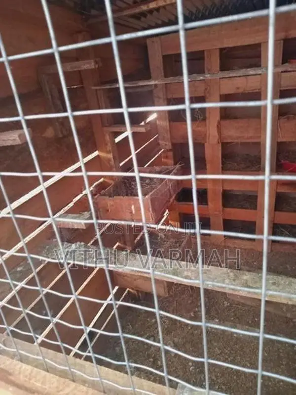 Pigeon Cage