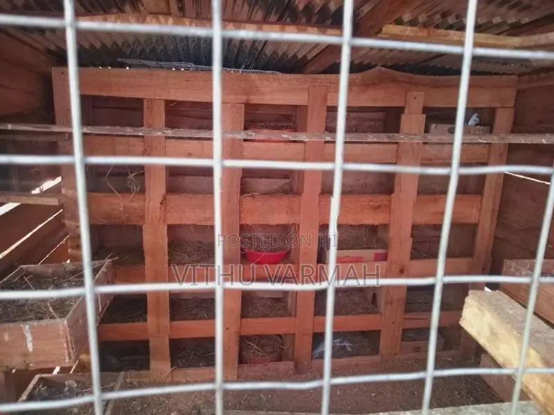 Pigeon Cage
