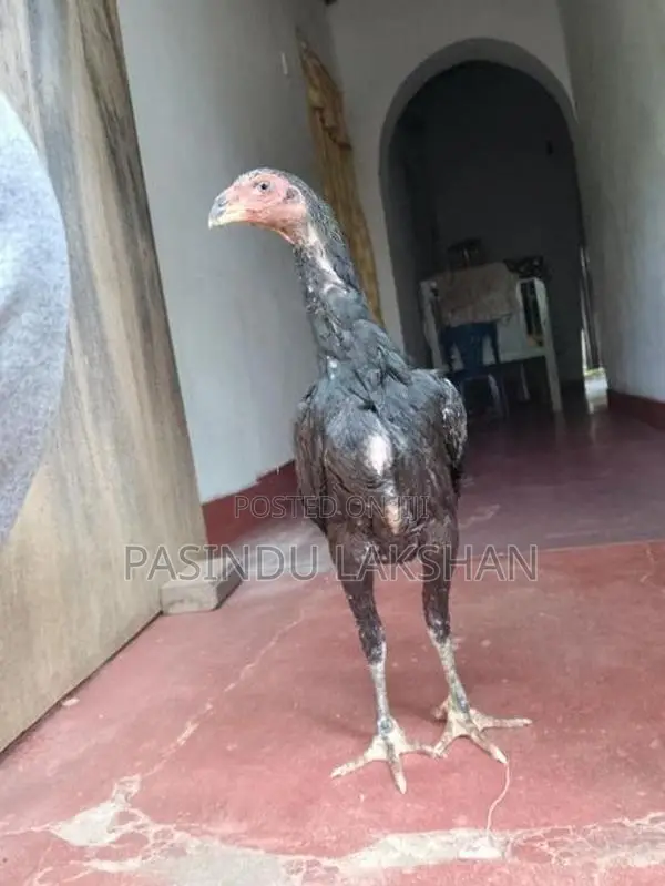 Pulli Shamo Rooster