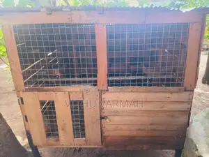 Pigeon Cage