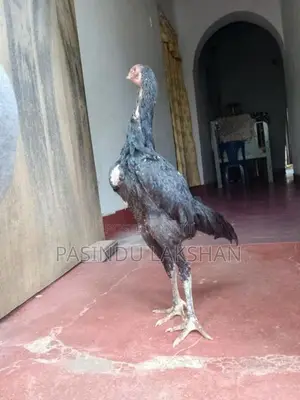 Pulli Shamo Rooster