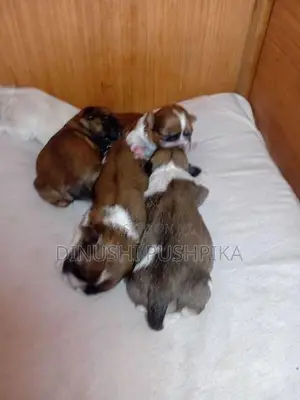 Shih Tzu Puppies