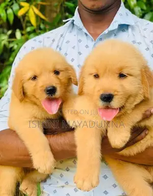 Golden Retriever Puppies